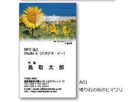 鳴り石の浜のヒマワリ(A01)